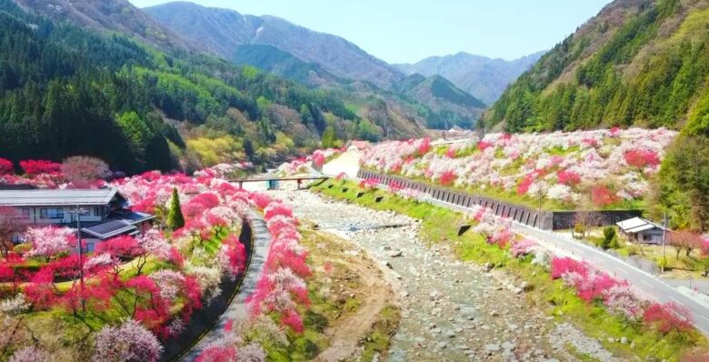 阿智村花桃2