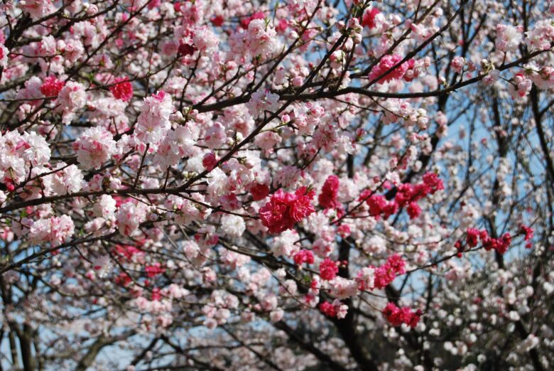 あちの花桃