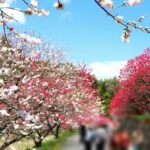 阿智村花桃
