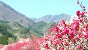花桃バナー